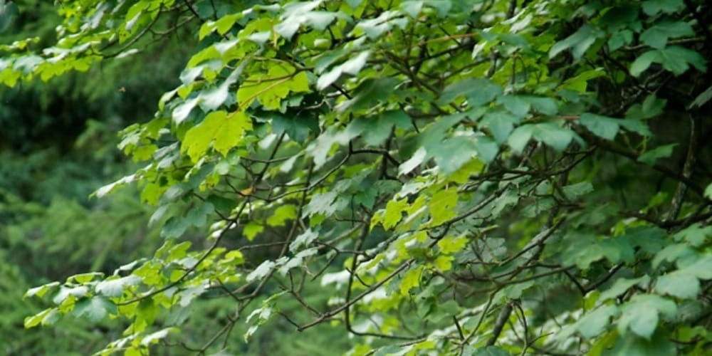 Forstbotanischer Garten Eberswalde
